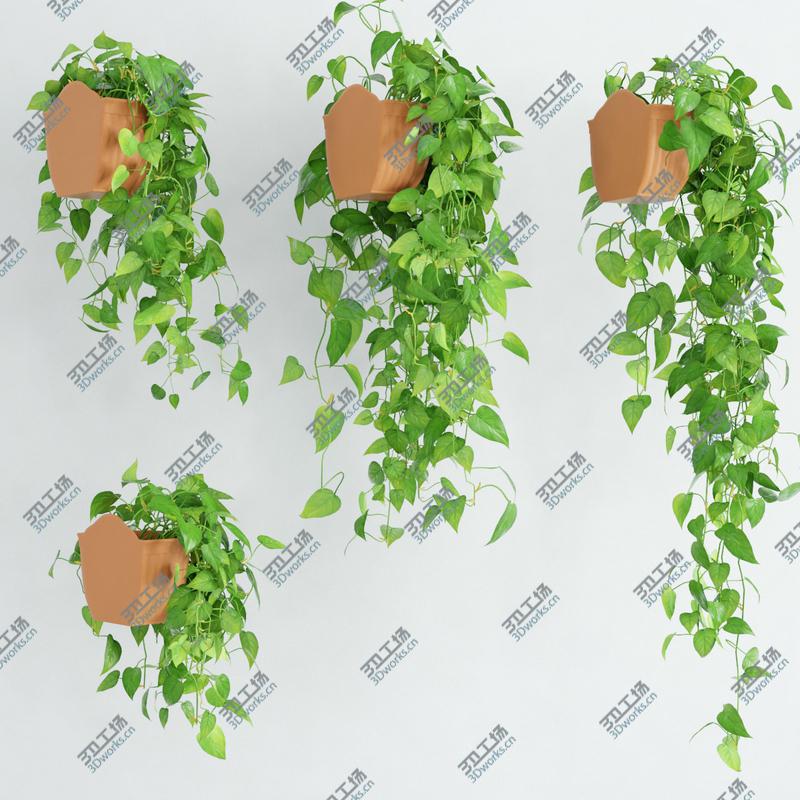 images/goods_img/20210114/Scandens plant 5/4.jpg